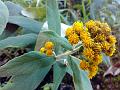 Fragrant Senecio-Inula